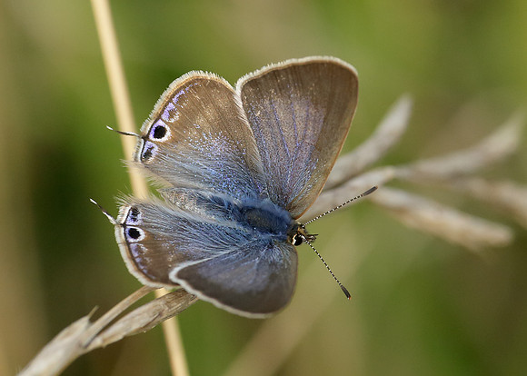 Long-tailed Blue Lampides boeticus