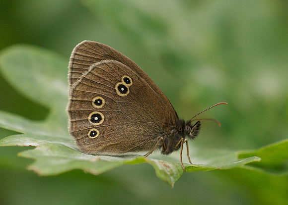 Ringlet Aphantopus hyperantus