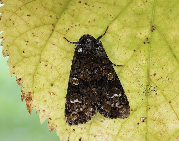 73.047 BF2291 Coronet Craniophora ligustri