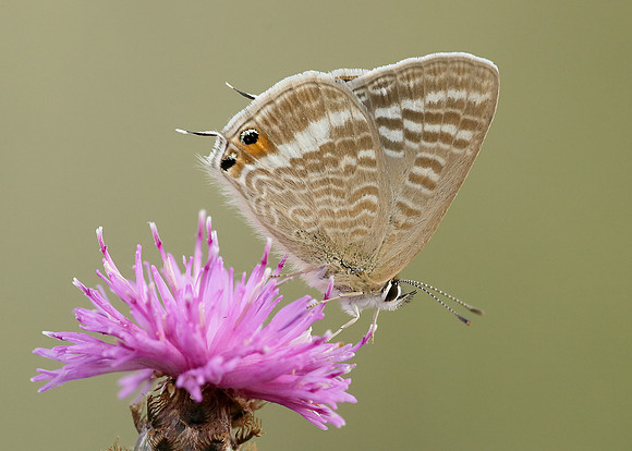 Long-tailed Blue Lampides boeticus
