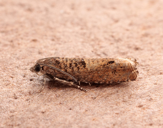 49.245 BF1137 Epinotia tetraquetrana