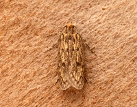 28.010 BF647 Brown House-moth Hofmannophila pseudospretella