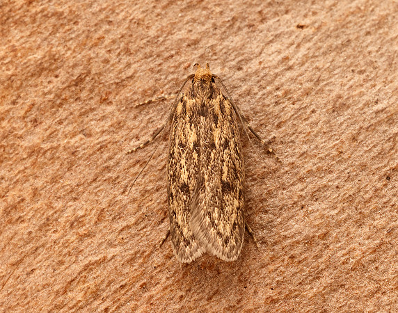 28.010 BF647 Brown House-moth Hofmannophila pseudospretella