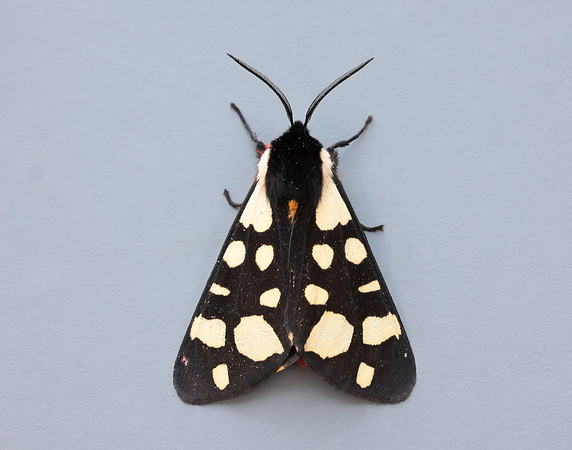 72.027 BF2058 Cream-spot Tiger Arctia villica
