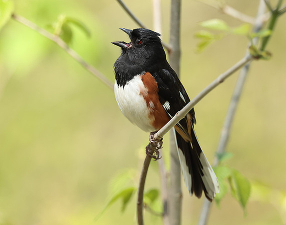 Eastern Towhee Pipilo erythrophthalmus