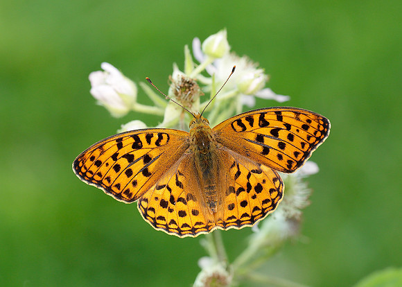 High Brown Fritillary Argynnis adippe