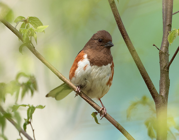 Eastern Towhee Pipilo erythrophthalmus