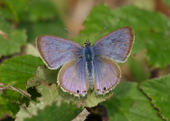 Long-tailed Blue Lampides boeticus