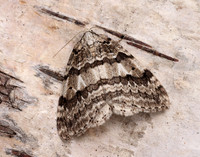 70.109 BF1797 Autumnal Moth Epirrita autumnata