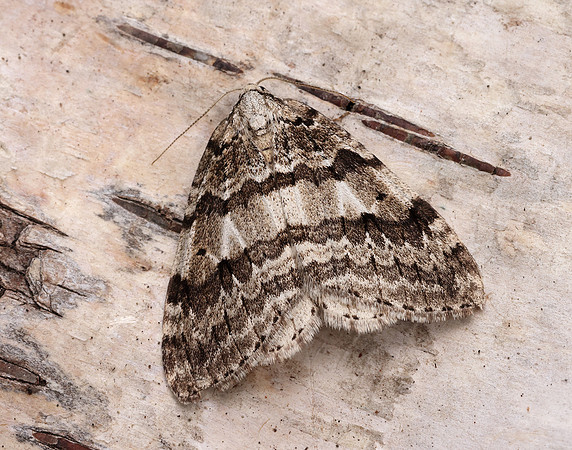 70.109 BF1797 Autumnal Moth Epirrita autumnata