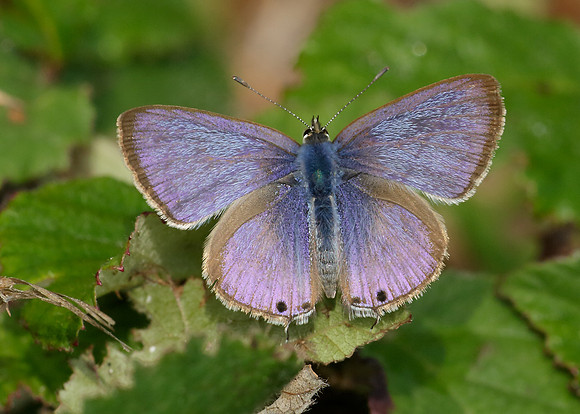 Long-tailed Blue Lampides boeticus