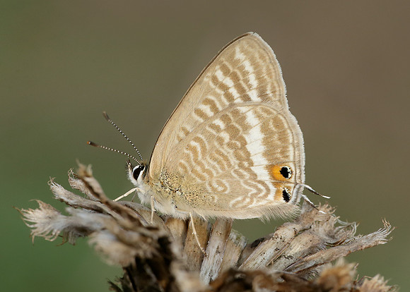 Long-tailed Blue Lampides boeticus