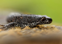 Great Crested Newt Triturus cristatus;