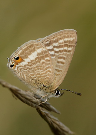 Long-tailed Blue Lampides boeticus