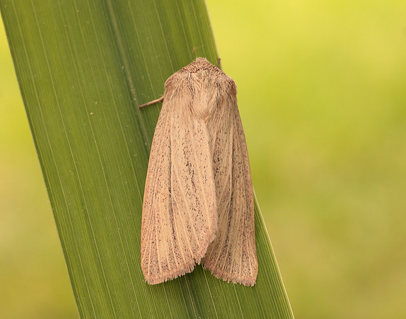 73.289 BF2196 Striped Wainscot Mythimna pudorina