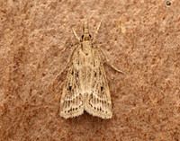 63.075 BF1336 Eudonia pallida