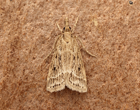 63.075 BF1336 Eudonia pallida