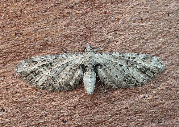 70.184 BF1819 Mottled Pug Eupithecia exiguata