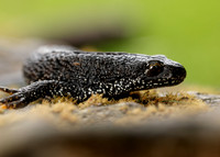 Great Crested Newt Triturus cristatus;