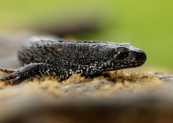 Great Crested Newt Triturus cristatus;