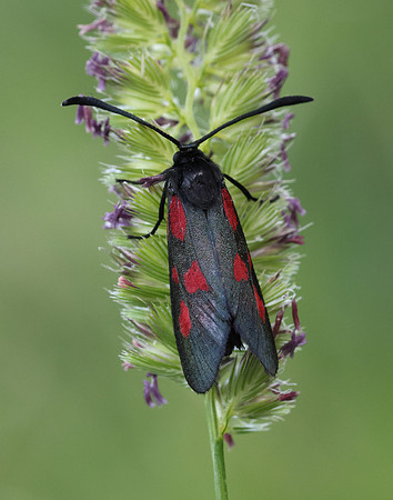 54.007 BF168 New Forest Burnet Zygaena viciae