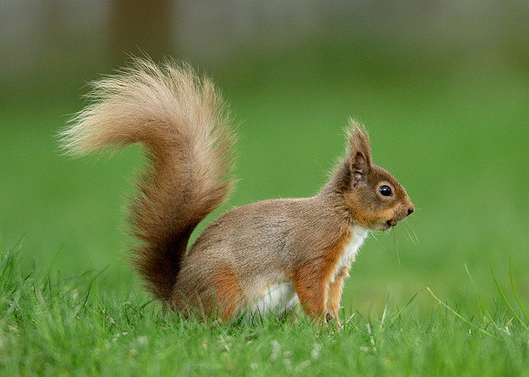 Red Squirrel Sciurus vulgaris