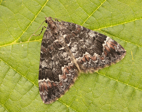 70.097 BF1764 Common Marbled Carpet Dysstroma truncata