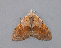 70.077 BF1767 Pine Carpet Pennithera firmata