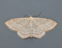 70.026 BF1694 Smoky Wave Scopula ternata