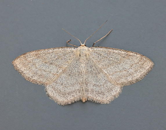 70.026 BF1694 Smoky Wave Scopula ternata