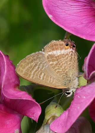 Long-tailed Blue Lampides boeticus