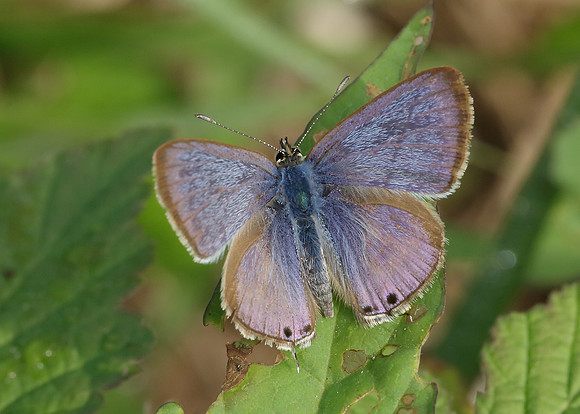Long-tailed Blue Lampides boeticus