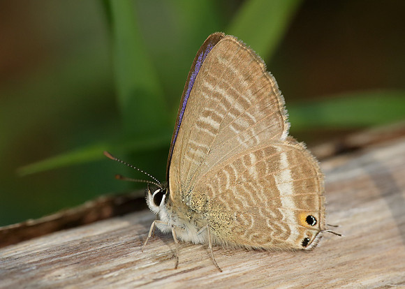 Long-tailed Blue Lampides boeticus