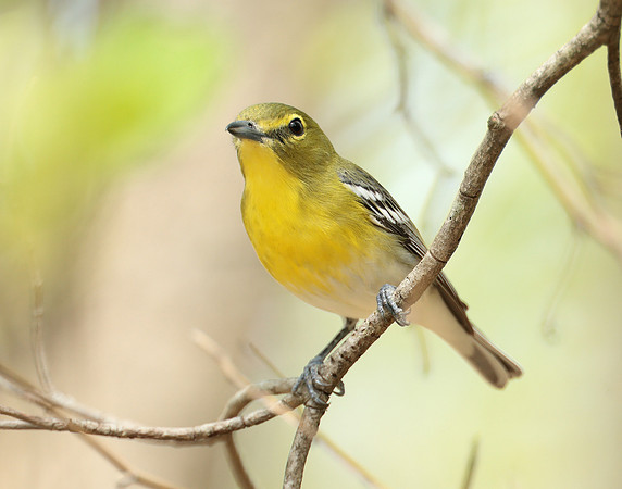 Yellow-throated Vireo Vireo flavifrons
