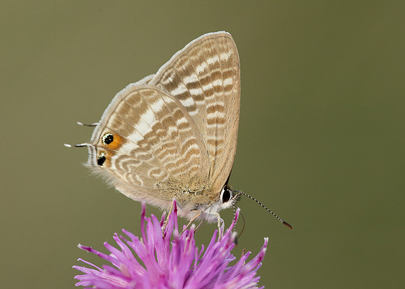 Long-tailed Blue Lampides boeticus