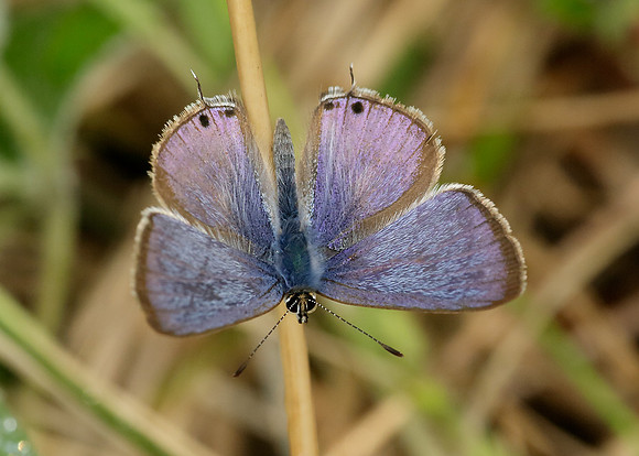 Long-tailed Blue Lampides boeticus