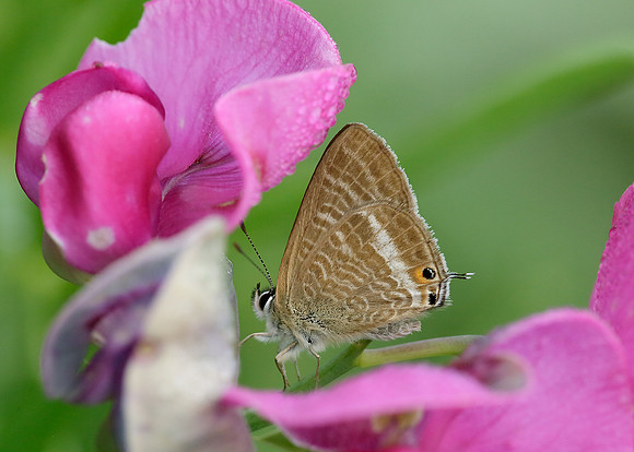 Long-tailed Blue Lampides boeticus