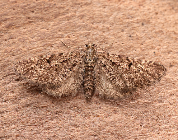 70.176 BF1827 Freyer's Pug Eupithecia intricata