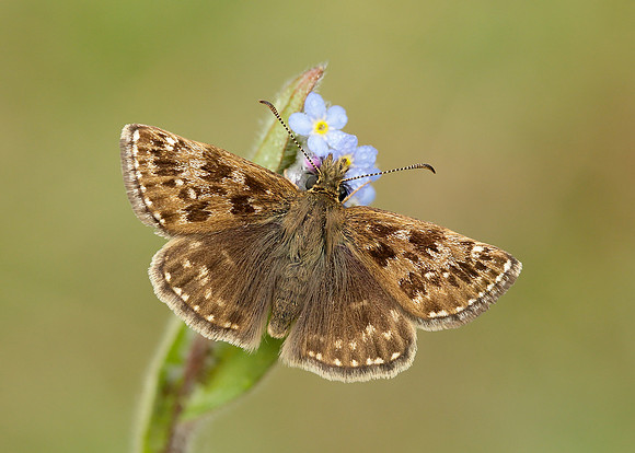 Dingy Skipper Erynnis tages