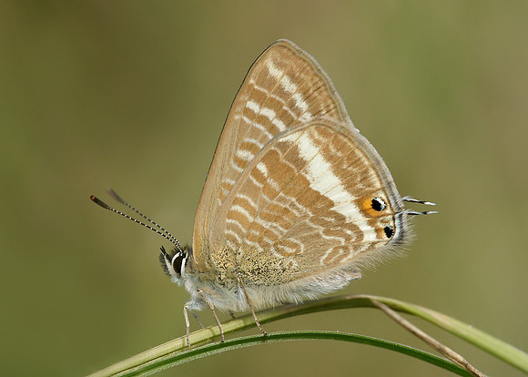 Long-tailed Blue Lampides boeticus