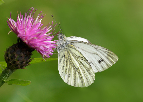 Green-veined White Pieris napi