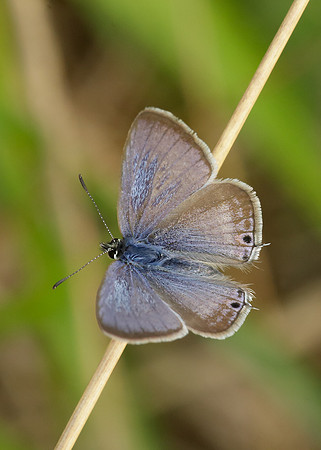 Long-tailed Blue Lampides boeticus