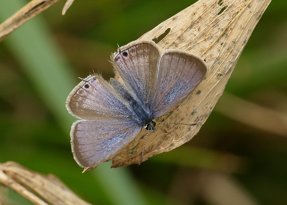 Long-tailed Blue Lampides boeticus