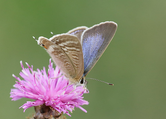 Long-tailed Blue Lampides boeticus