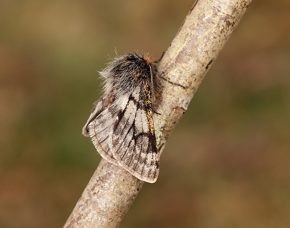 70.249 BF1929 Rannoch Brindled Beauty Lycia lapponaria