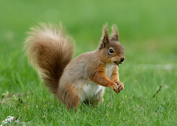 Red Squirrel Sciurus vulgaris