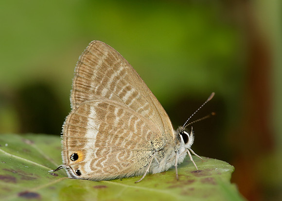 Long-tailed Blue Lampides boeticus
