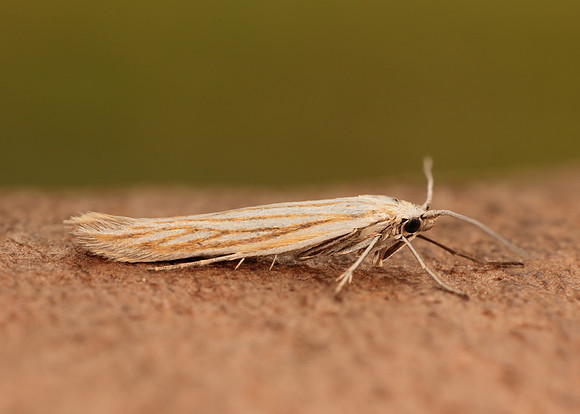 37.065 BF549 Coleophora pennella