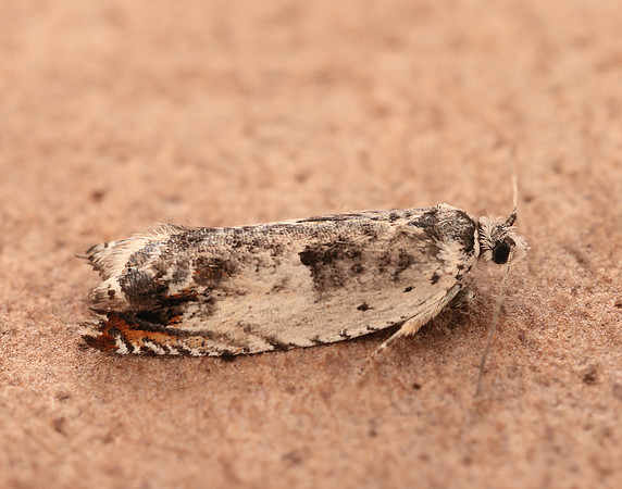 49.203 BF1123 Ancylis laetana