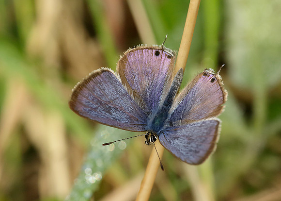 Long-tailed Blue Lampides boeticus